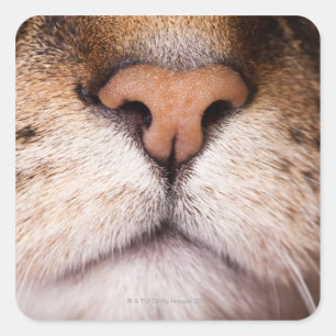 Sticker Carré Image macro du nez et de la bouche du chat.