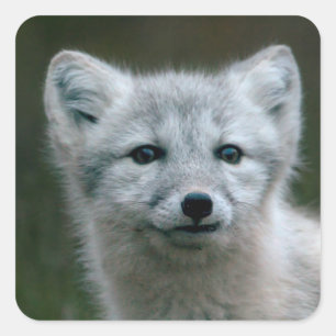 Sticker Carré Images Getty   Arctic Fox Kit