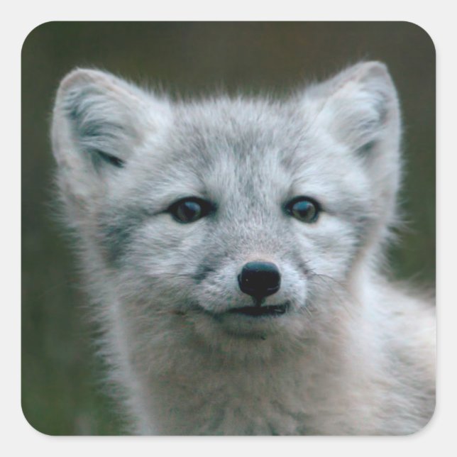 Sticker Carré Images Getty | Arctic Fox Kit (Devant)