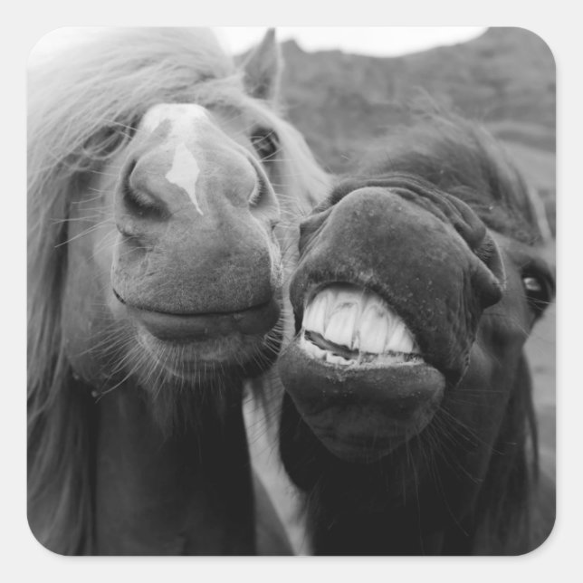 Sticker Carré Images Getty | Chevaux souriants (Devant)