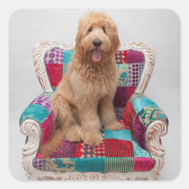 Sticker Carré Images Getty | Cute Goldendoodle (Devant)