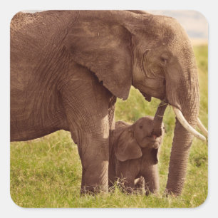 Sticker Carré Images Getty   Elephant & bébé