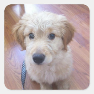 Sticker Carré Images mignonnes de chiot de GoldenDoodle