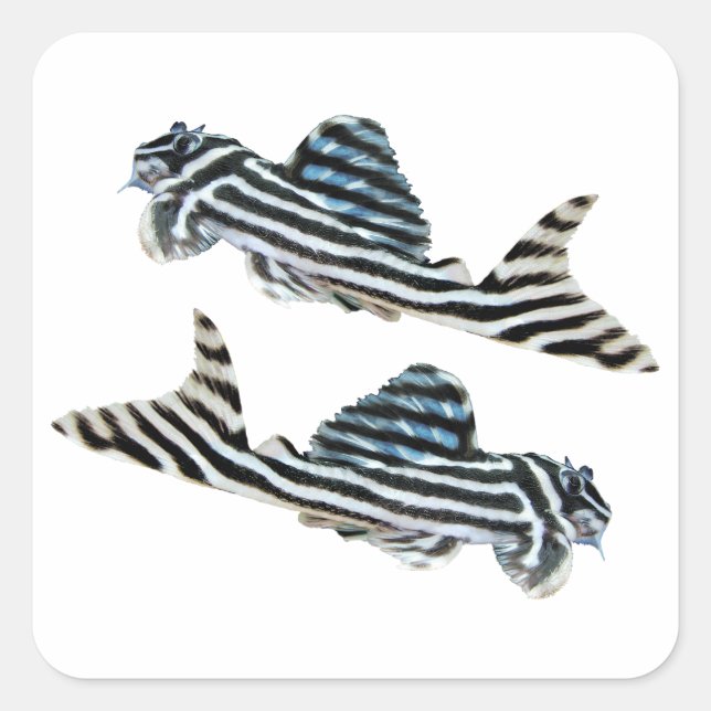 Sticker Carré “Imperial Zebra Pleco”の優良製品 (Devant)