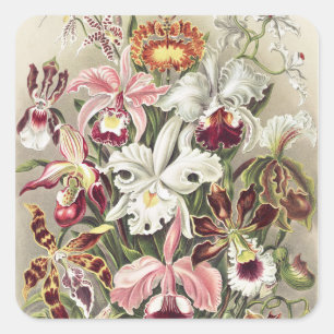 Sticker Carré Impression botanique vintage d'orchidée par Ernst 