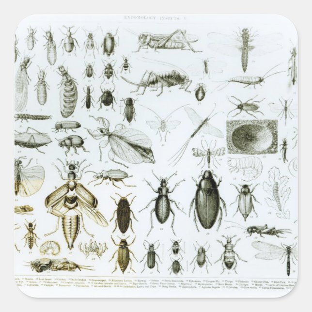 Sticker Carré Insectes Entomologiques (Devant)