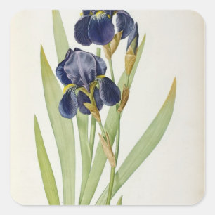 Sticker Carré Iris Germanica, de "Les Liliacées", 1805