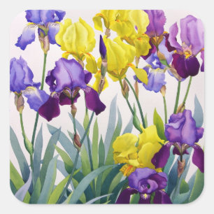 Sticker Carré Irises jaunes et pourpres