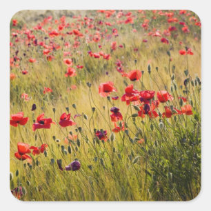 Sticker Carré Italie, Toscane, Coquelicots dans un champ de blé
