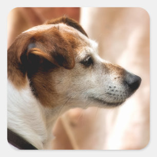 STICKER CARRÉ JACK RUSSELL TERRIER CHIEN