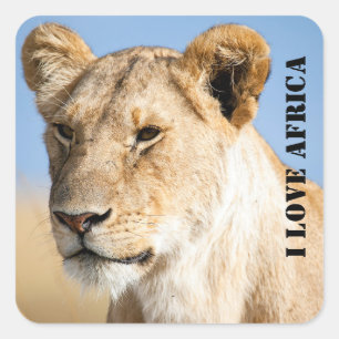 Sticker Carré J'adore Africa Portrait d'une lionne photo