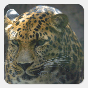 Sticker Carré Jaguar