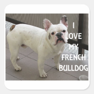 Sticker Carré J'Aime Mon Chien À Balle Français