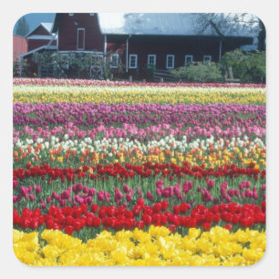 Sticker Carré Jardin d'affichage des tulipes, comté de Skagit,