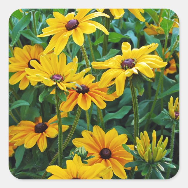 Sticker Carré Jardin de fleurs de susan aux yeux noirs (Devant)