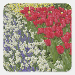 Sticker Carré Jardin de Tulip et daffodil, Jardins de Keukenhof,