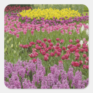 Sticker Carré Jardin de tulipes, de jonquilles et de jacinthes