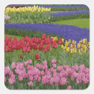 Sticker Carré Jardin de tulipes, Muscari et