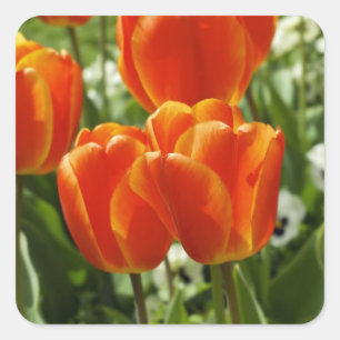 Sticker Carré Jardin de tulipes printanières