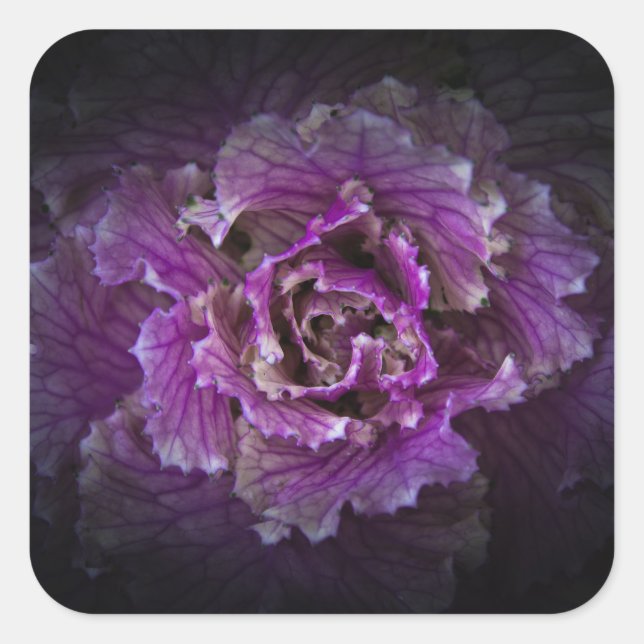 Sticker Carré Jardin Fleurs No 42 Version couleur (Devant)
