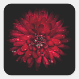 Sticker Carré Jardin Fleurs No 45 Version couleur