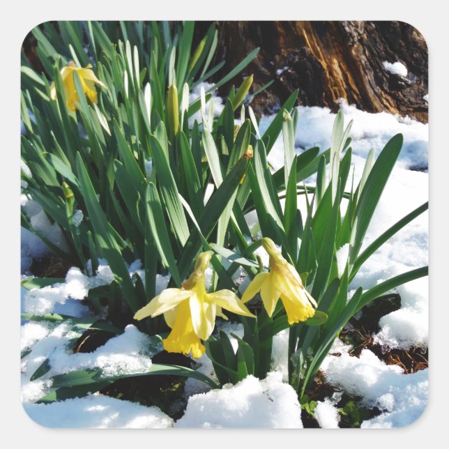 Sticker Carré Jaune Daffodils fleurs dans la neige (Devant)