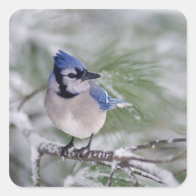 Sticker Carré Jay bleu, Cyanocitta cristata (Devant)