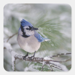 Sticker Carré Jay bleu, Cyanocitta cristata