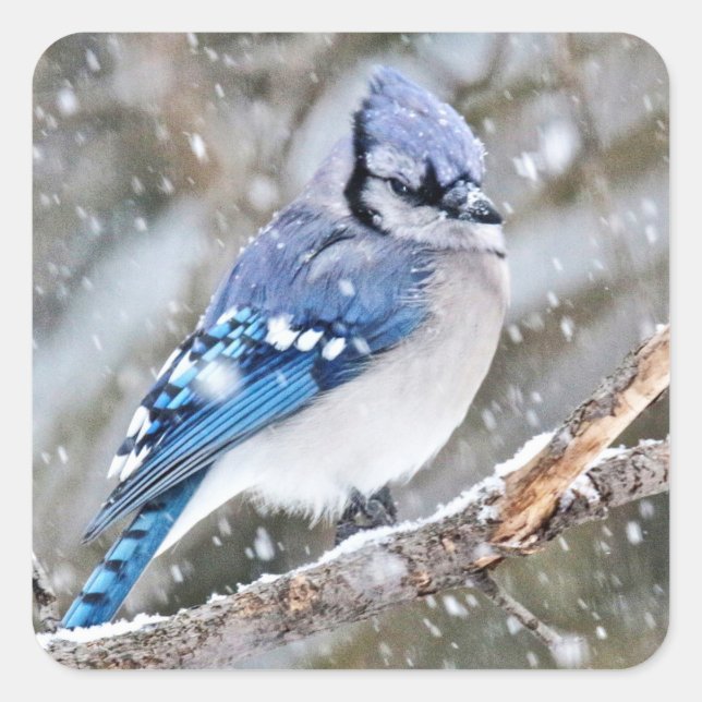 Sticker Carré Jay bleu dans une tempête de neige (Devant)