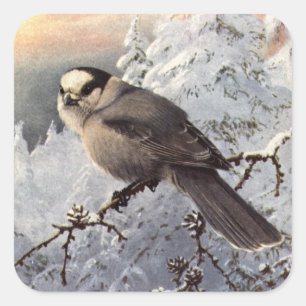 Sticker Carré Jay gris de Brooks dans la neige