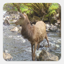 Jeune Cerf Sauvage Faune Forestier Animalier Art