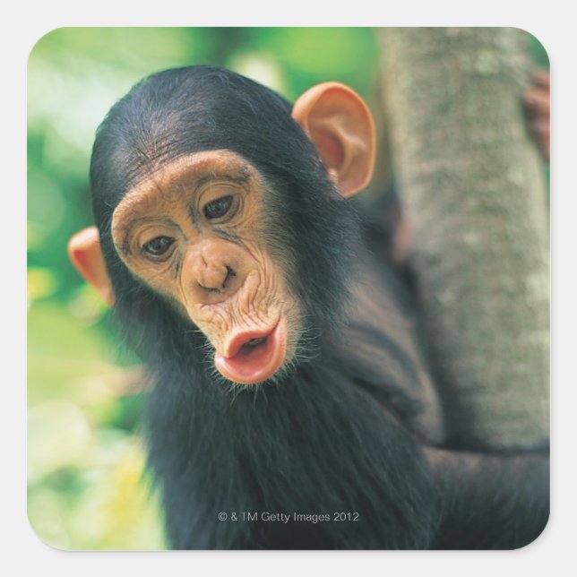 Sticker Carré Jeune chimpanzé (poitrine troglodytique) (Devant)