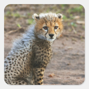 Sticker Carré Jeune guépard Acinonyx Jubatus)