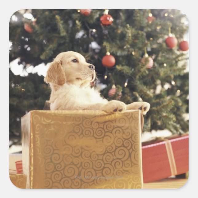 Sticker Carré Jeune Labrador apprend un cadeau de Noël (Devant)