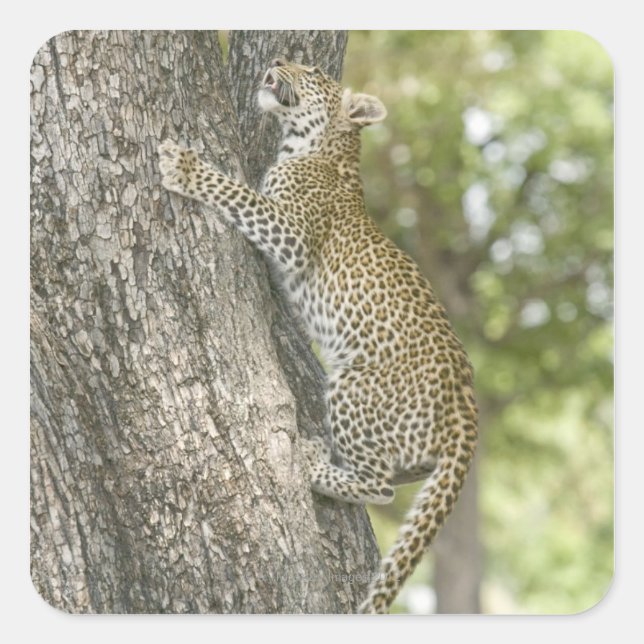 Sticker Carré Jeune léopard (Panthera Pardus) escalade (Devant)