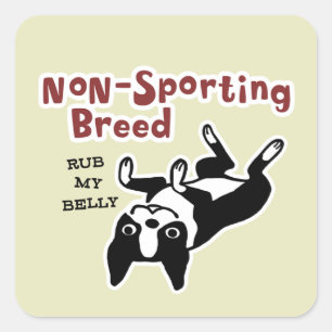 Sticker Carré Joli Boston Terrier - Race non sportive