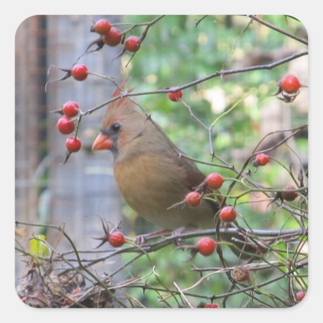 Sticker Carré Joli cardinal à Berry Branches hiver (Devant)