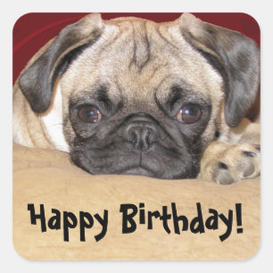 Sticker Carré Joli Carlin Chiot Anniversaire Souhait