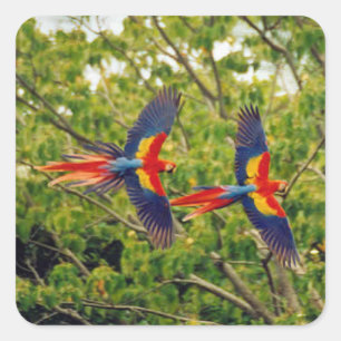 Sticker Carré Joli jeu d'autocollants aux oiseaux