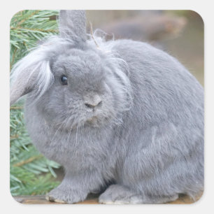Sticker Carré Joli lapin gris