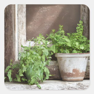 Sticker Carré Joli Plante dans une fenêtre rustique