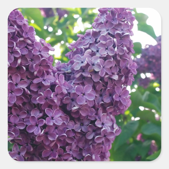 Sticker Carré Jolie Lilacs pourpres (Devant)