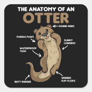 Sticker Carré Jolie Otter Explication Anatomie D'Une Otter