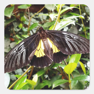 Sticker Carré jolie photographie de papillon noir jaune