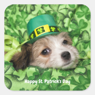 Sticker Carré Jolie St. Patrick's Day Chiot