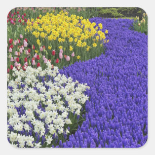 Sticker Carré Jonquilles et Muscari, Keukenhof 2