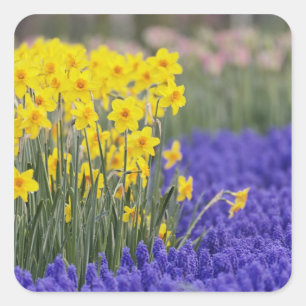 Sticker Carré Jonquilles et Muscaris, Keukenhof 3