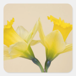 Sticker Carré Jonquilles jaunes