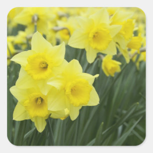 Sticker Carré Jonquilles RF)