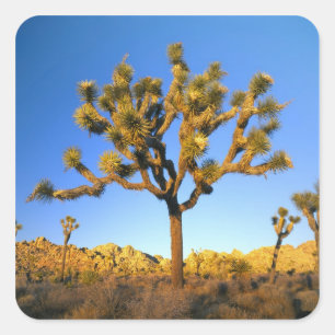 Sticker Carré Joshua Tree National Park, Californie. USA.